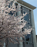sakura on campus