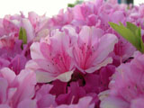 azalea2