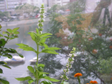 basil02