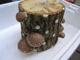 shiitake