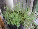 thyme01